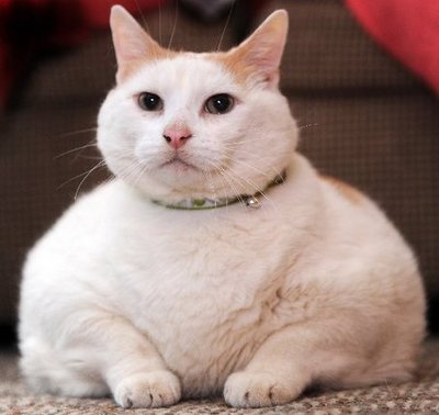 Large BIG CAT FOUND